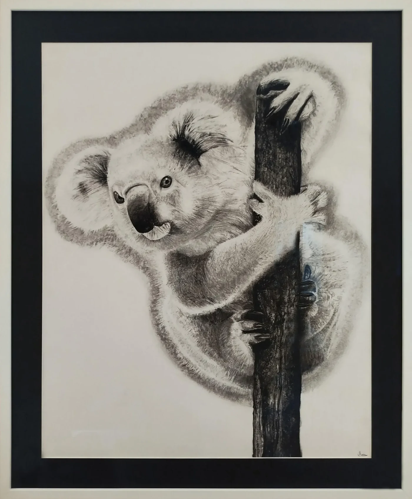 Koala, regard frontal dessine au fusain et graphite par Jeremy MORIN